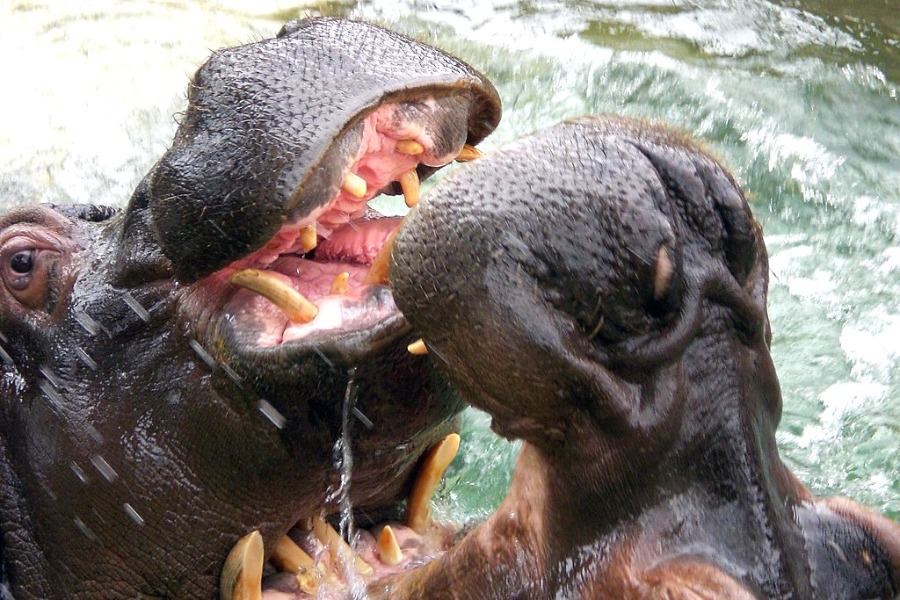 Barcelona Zoo