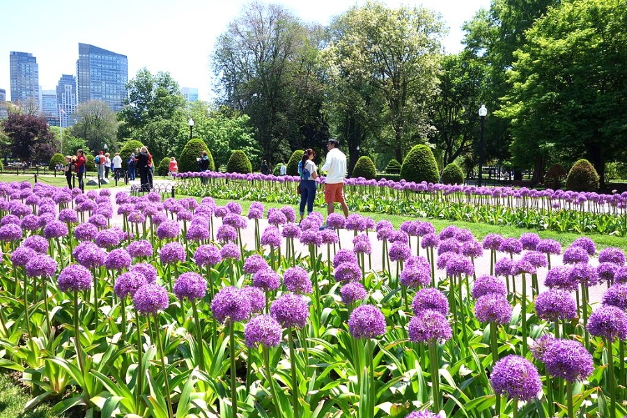 Boston Public Garden