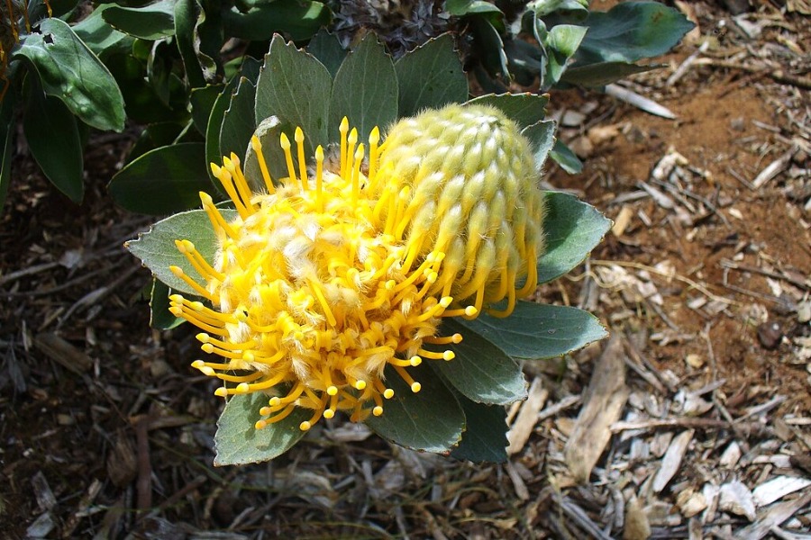 Kirstenbosch National Botanical Garden