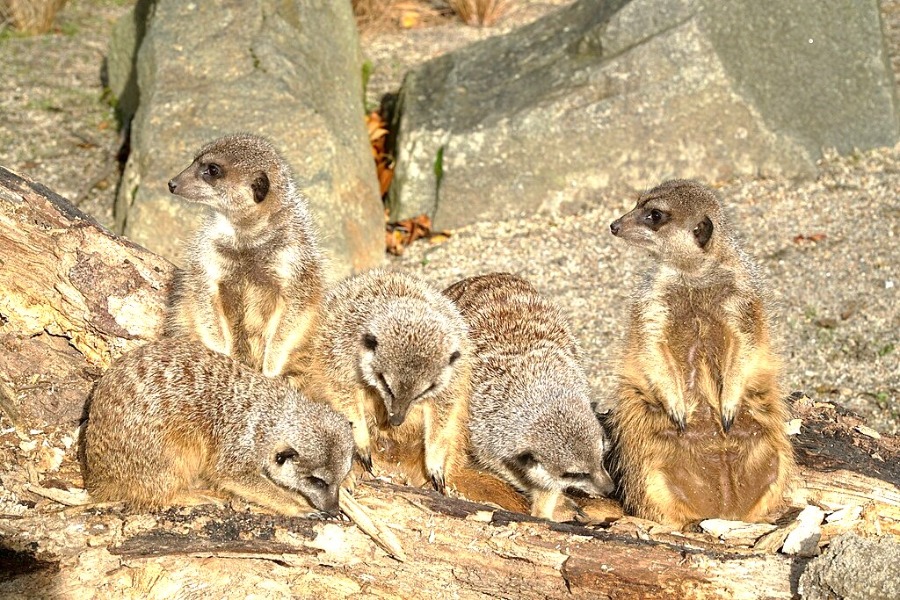 Edinburgh Zoo