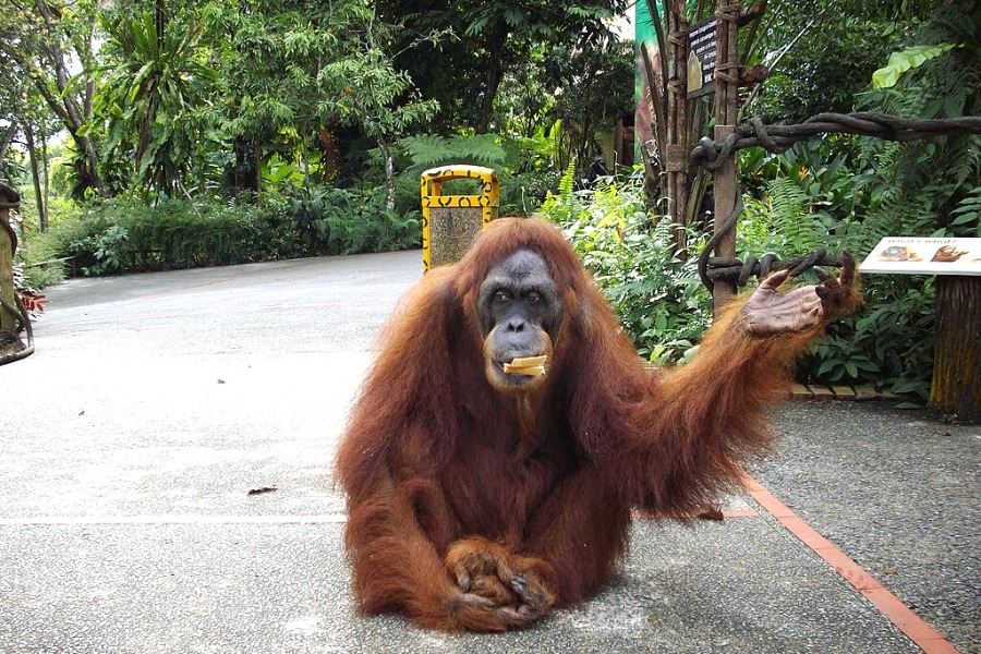 Singapore Zoo