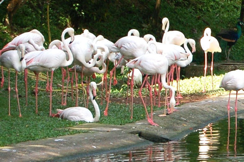 Kuala Lumpur Bird Park