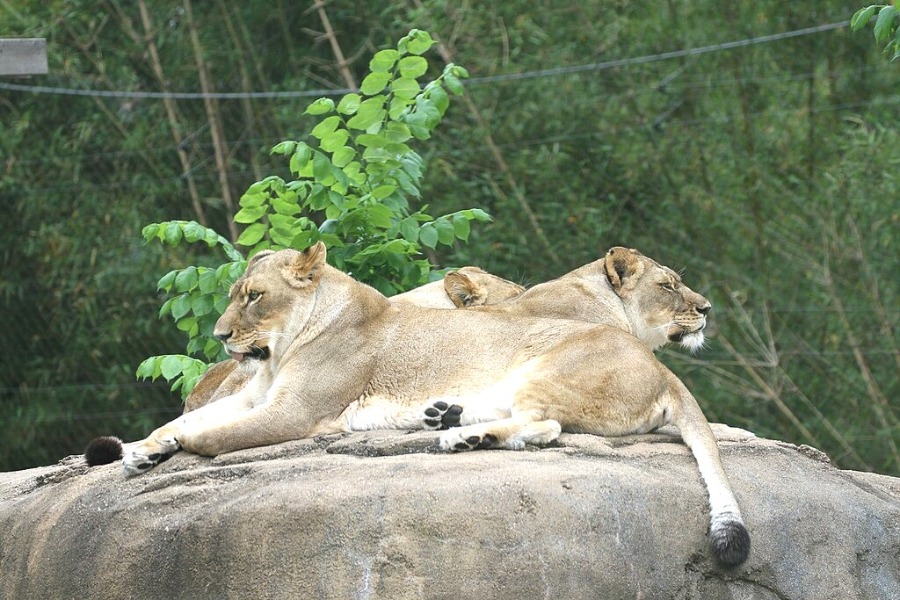 Audubon Zoo