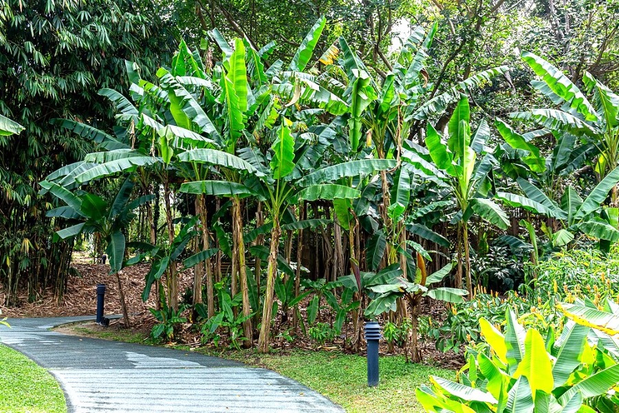 Singapore Botanic Gardens