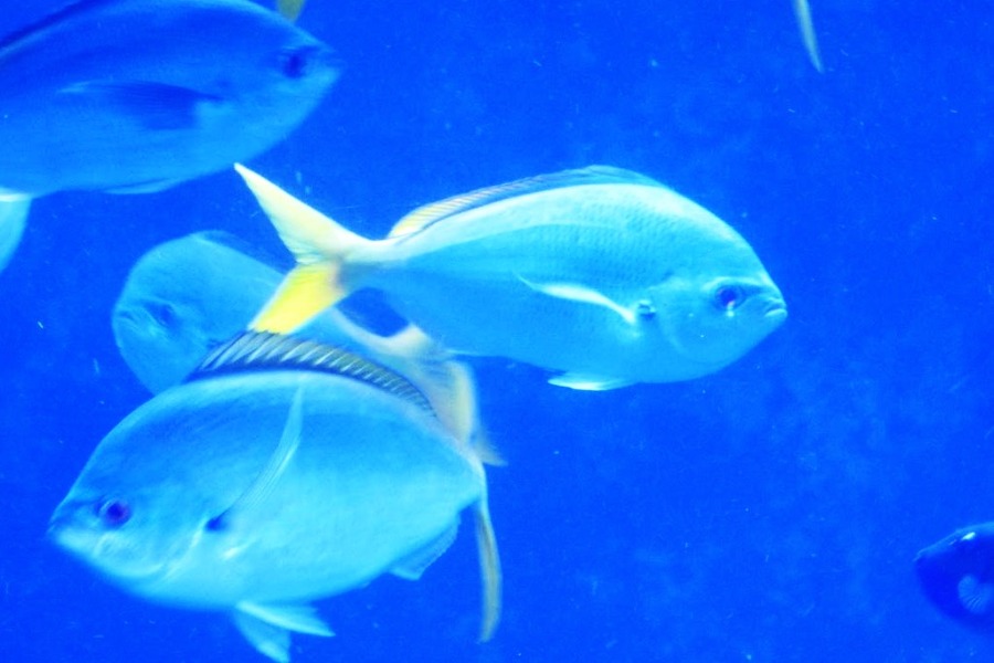 California Academy of Sciences