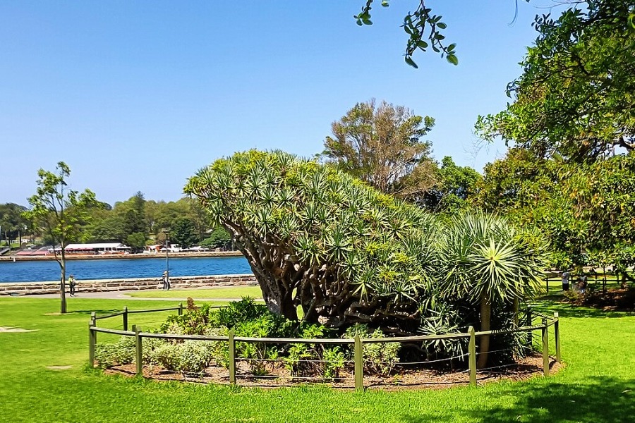 Royal Botanic Garden Sydney