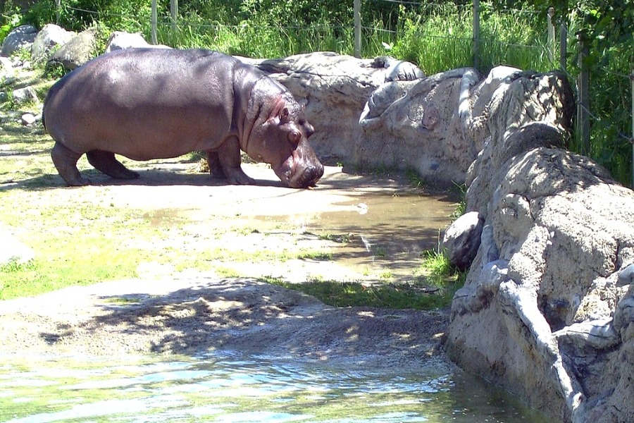 Toronto Zoo