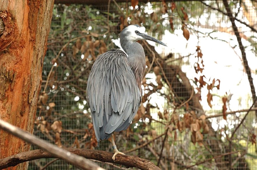 Melbourne Zoo